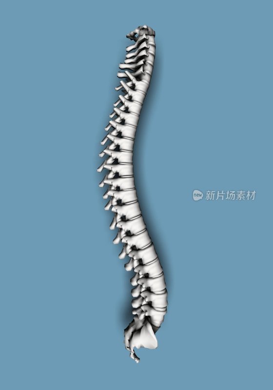 人类的脊椎