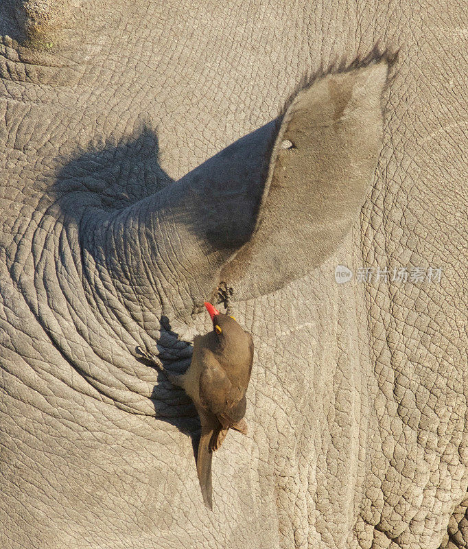 红嘴Oxpecker