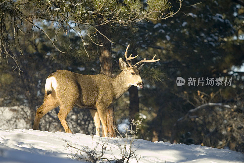 科罗拉多深雪中的雄骡鹿