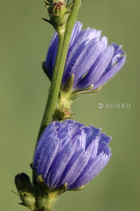 野生菊苣