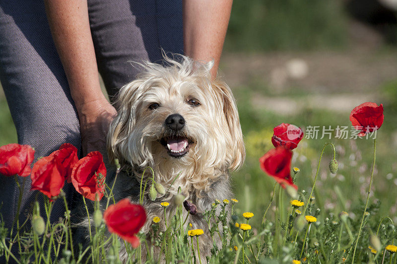 一个女人在罂粟草地上抱着一只小猎犬