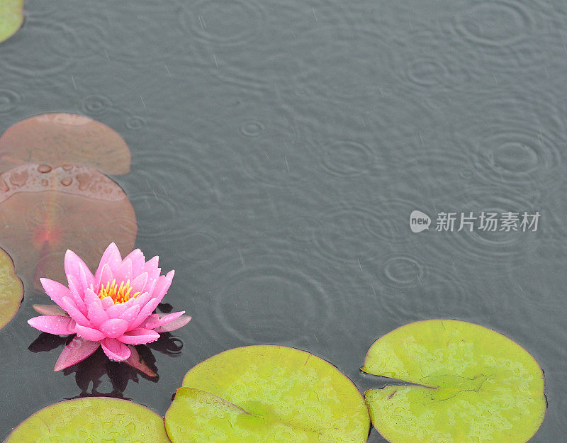 睡莲和雨滴