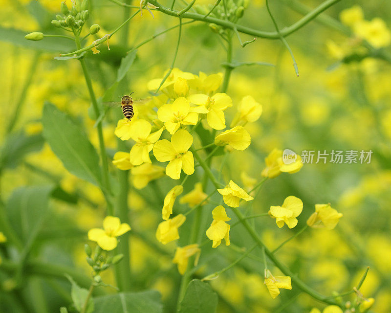 向下看飞行的蜜蜂