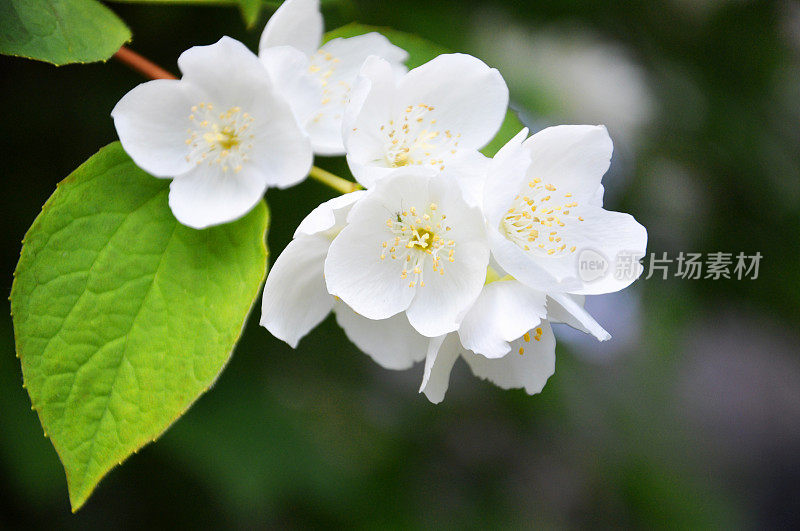 苹果花蕾，浅自由度