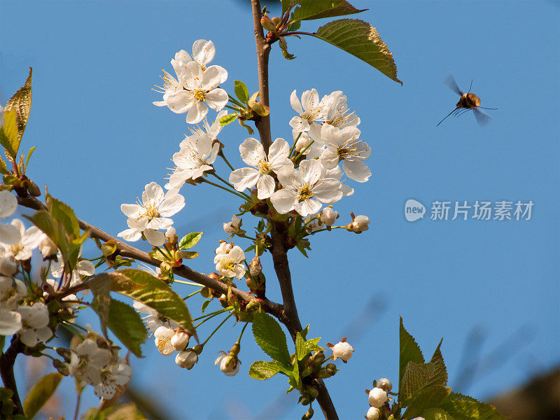 蜜蜂在樱花上飞