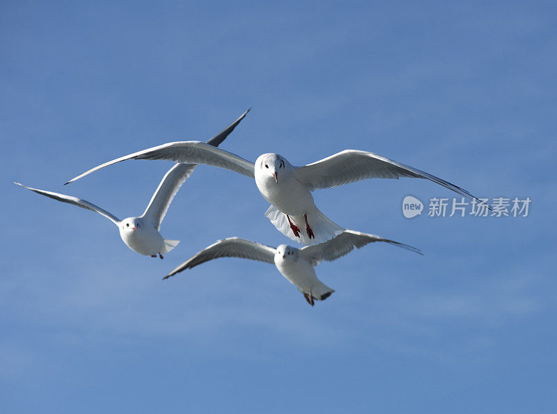 蓝天和海鸥