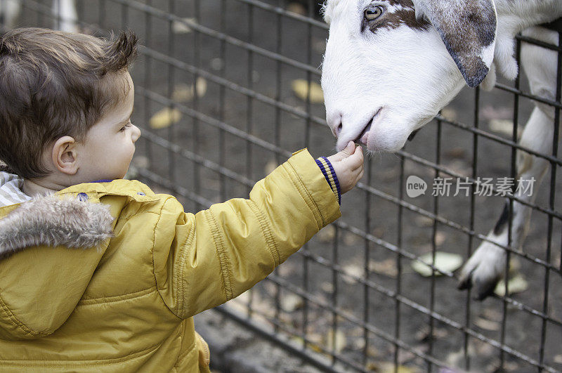 儿童爱畜动物园