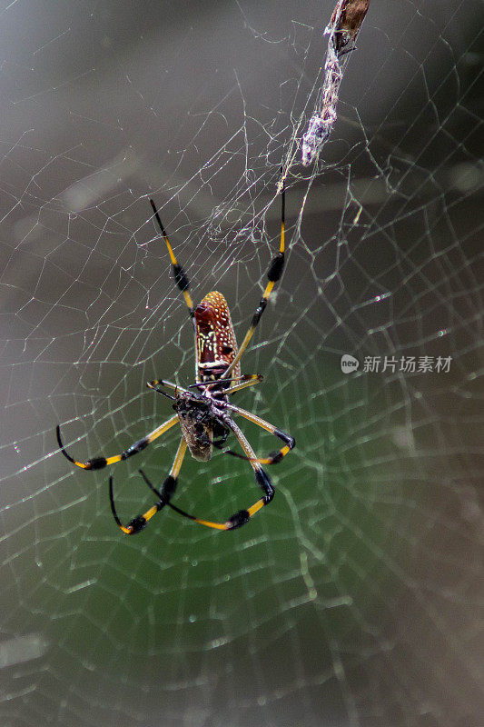 黄色、黑色和橙色的蜘蛛四处游荡吃东西