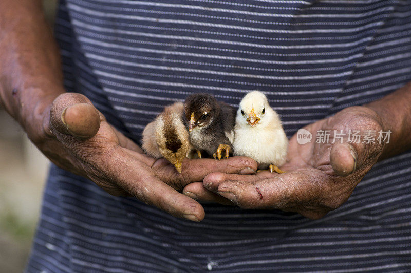 可爱的小鸡