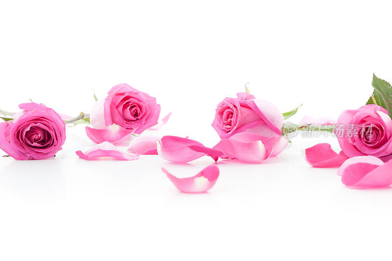 粉红玫瑰和花瓣