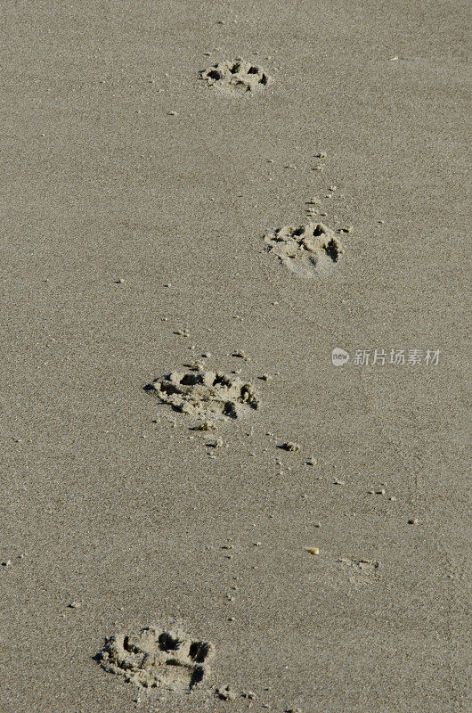 沙滩上的狗爪印