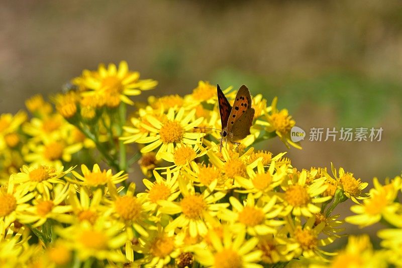 小铜蝴蝶，英国