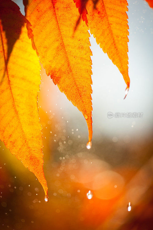 在一场短暂的阵雨中，雨滴从树叶上落下。