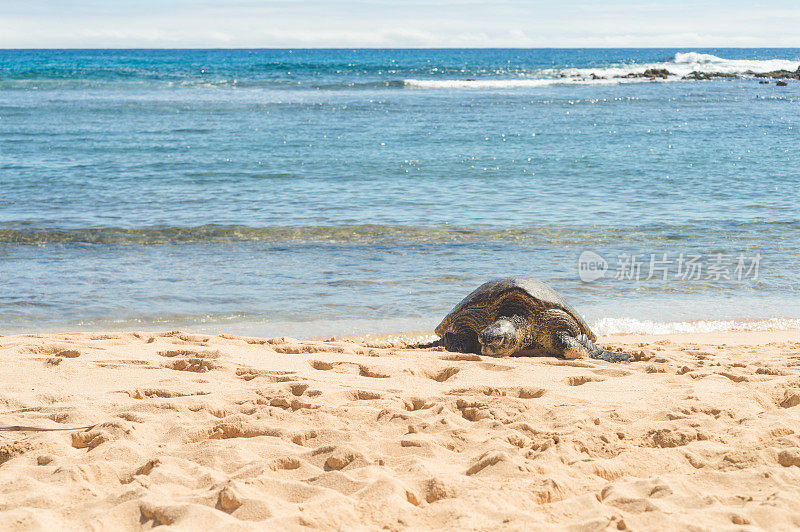 在夏威夷海滩上爬行的海龟