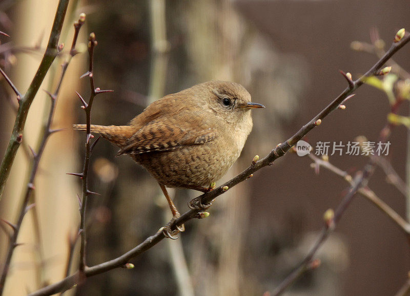 雷恩(Troglodytes-troglodytes)