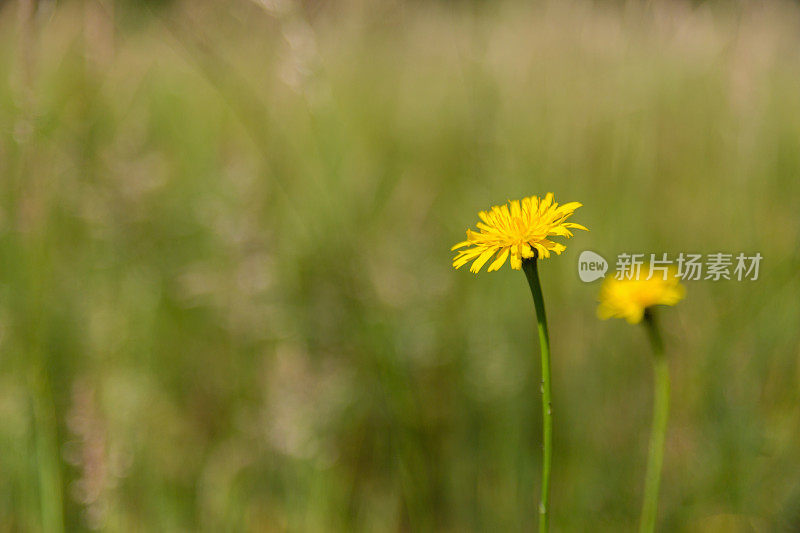 绿色的草和两个蒲公英