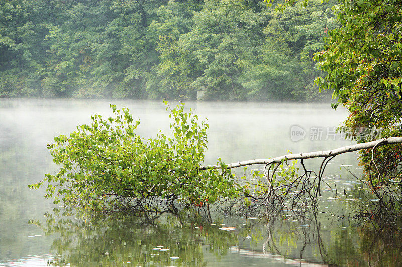 湖岸雨雾落树倒影