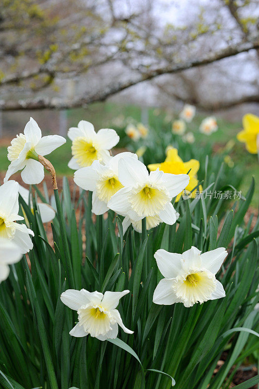 水仙花