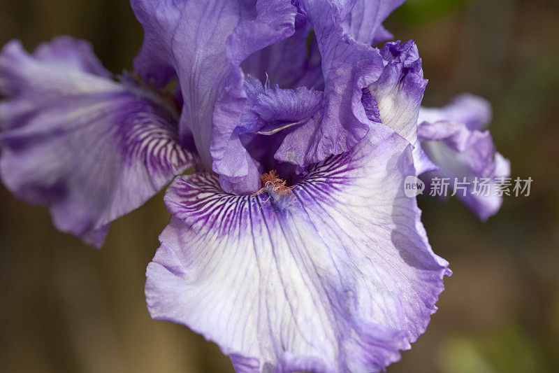 淡紫色和白色的鸢尾花，特写