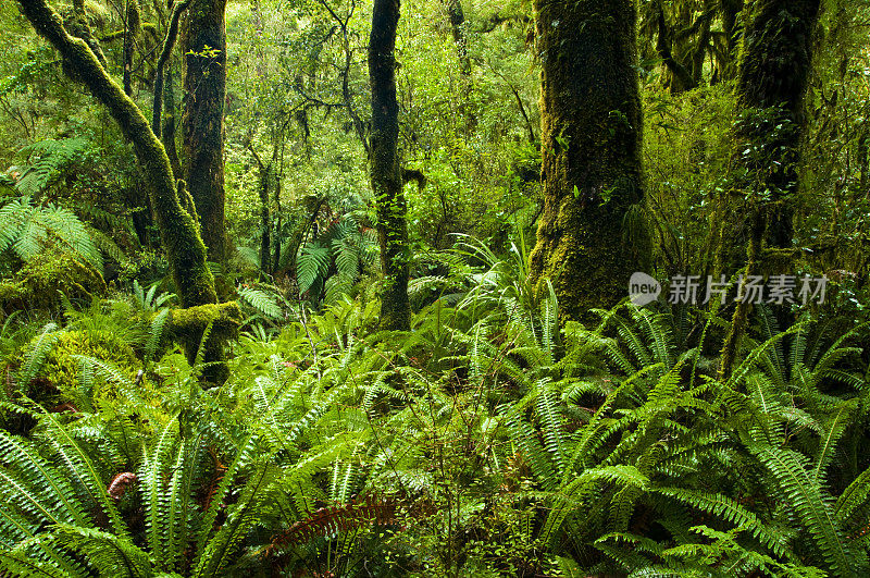 热带雨林