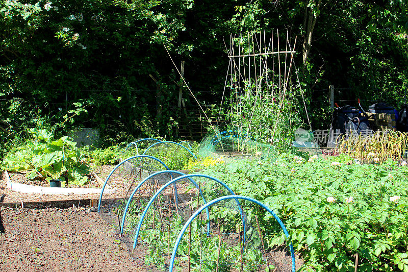用豌豆，网子，钟形装饰的菜园