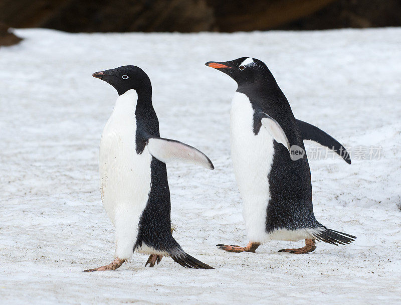 阿德利企鹅和巴布亚企鹅在南极洲的雪地上行走