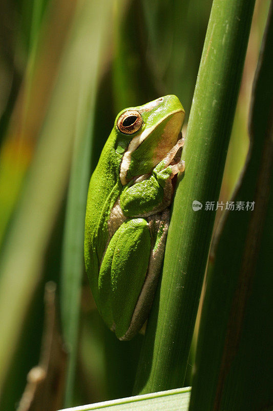 绿树蛙