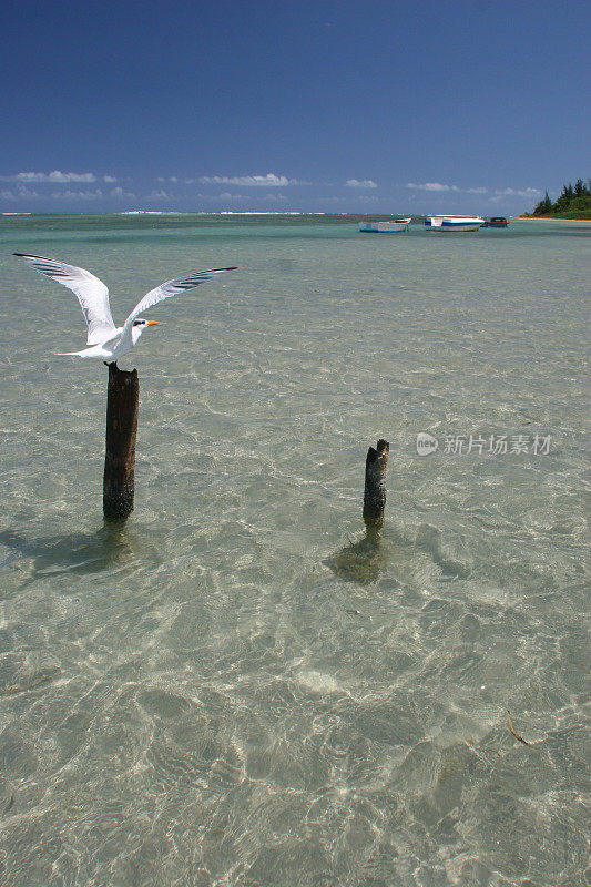 加勒比海的海鸥