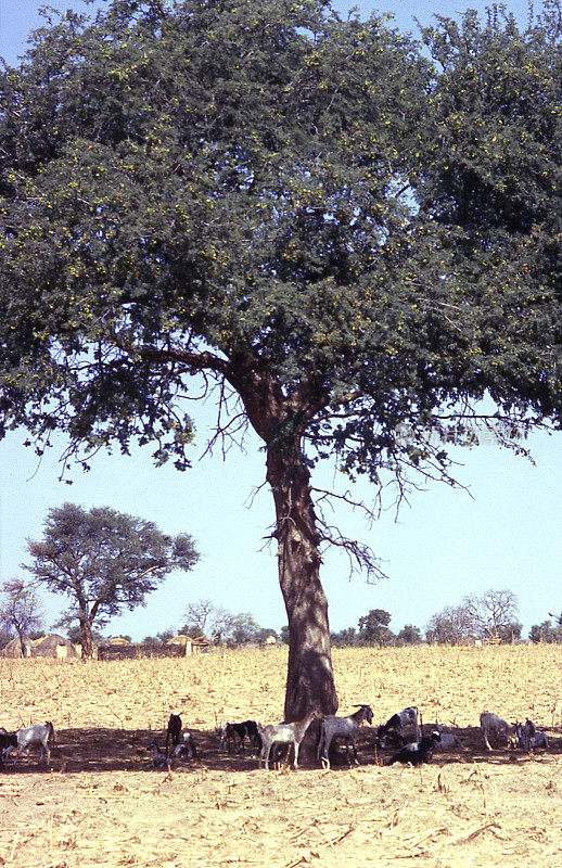 相思树，阿尔比达，农田山羊，布基纳法索，西非