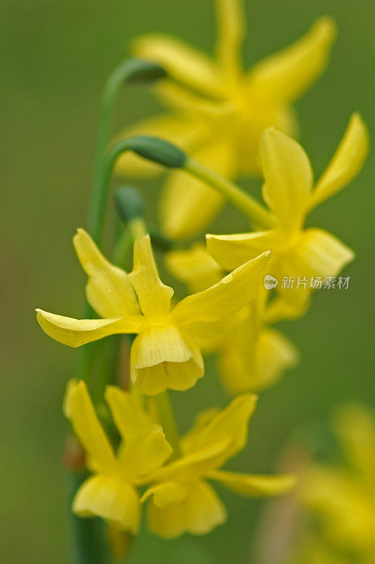 一束水仙花，东方的花