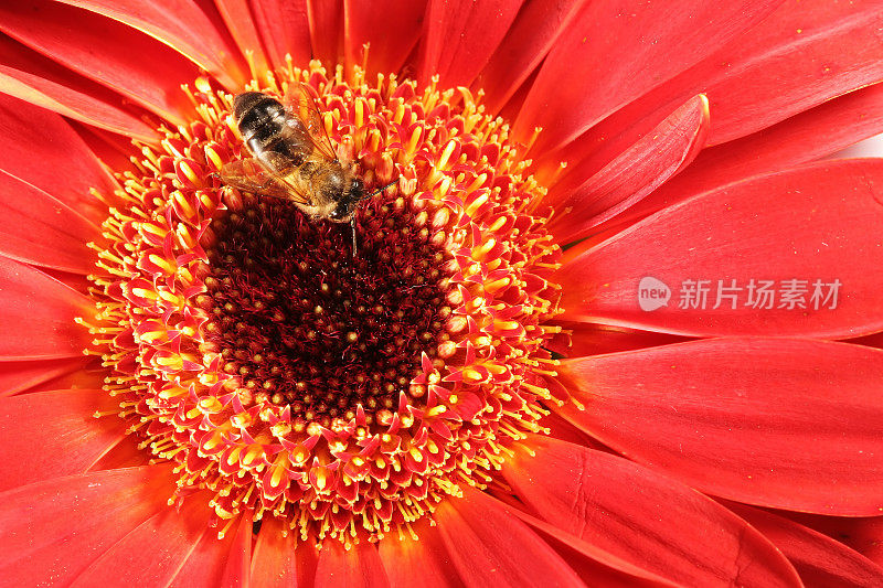 蜜蜂和红非洲菊05