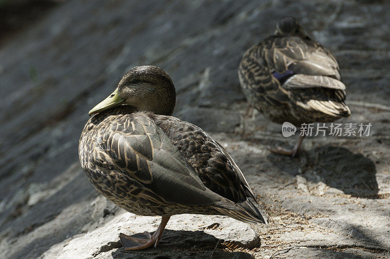 两个鸭子