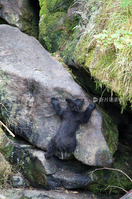 阿拉斯加的小熊爬岩石