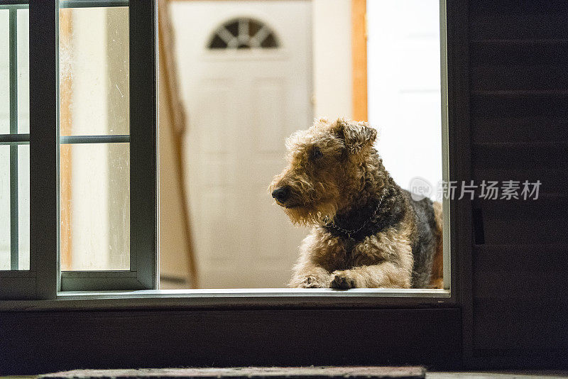 Airdale梗犬躺在隔壁的地板上