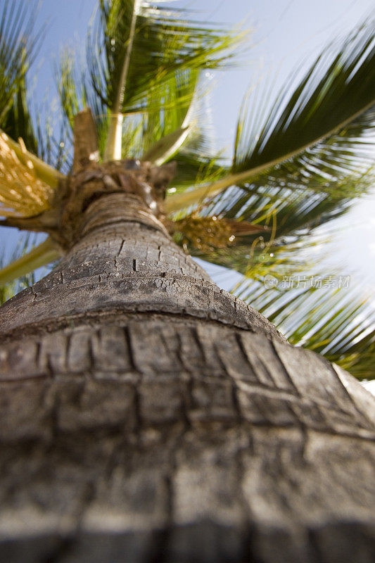 景深较浅的棕榈树