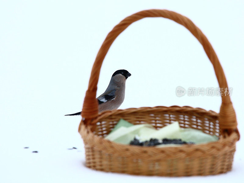 对哮喘bullfinch