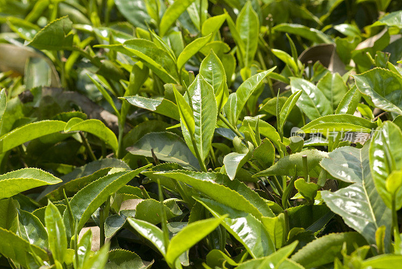 新鲜茶叶。