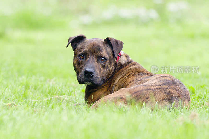 Staffy