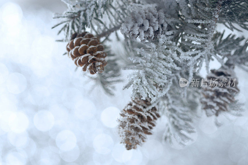 带松果的下雪的圣诞树树枝