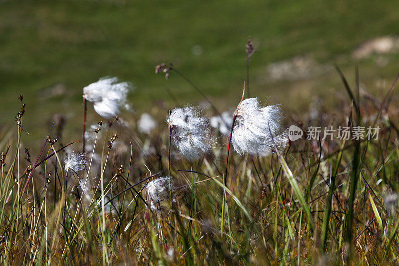 瑞士阿尔卑斯山的棉草