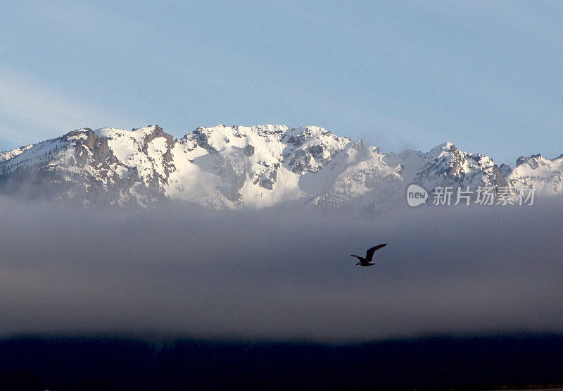 海鸥在奥林匹克山附近航行