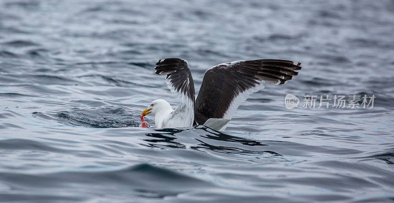 南极洲:达莫角的海带海鸥