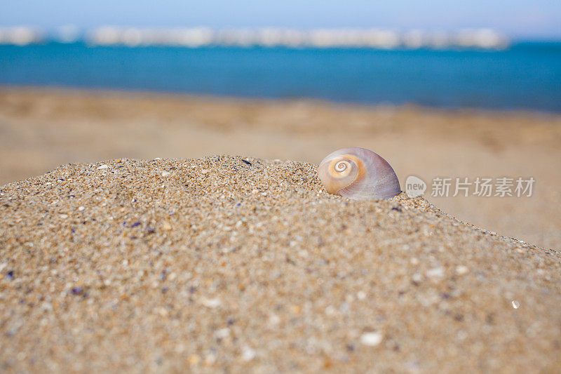 海滩上的贝壳