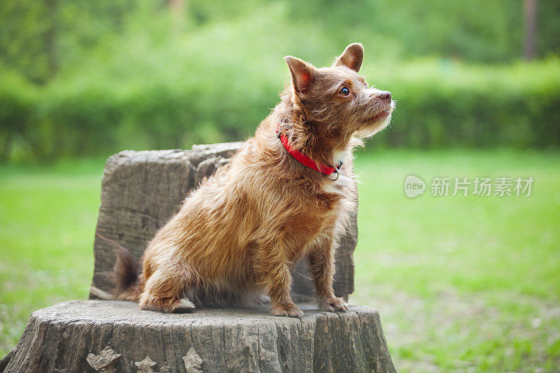 混种狗，坐在户外