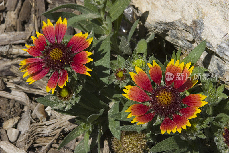 Gaillardia花盛开