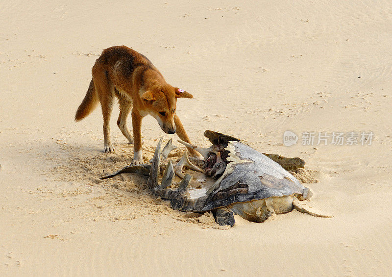 弗雷泽岛野狗与海龟壳