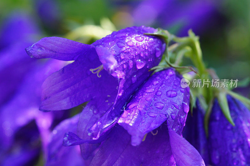 风铃花带着雨滴