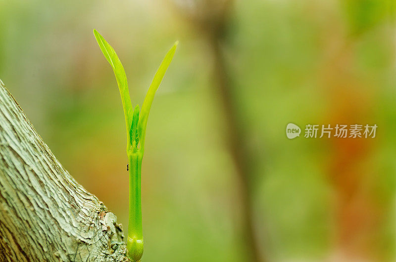 诺丽植物幼苗与蚂蚁。