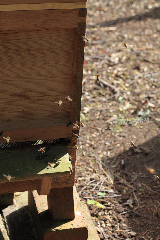 蜜蜂接近蜂巢