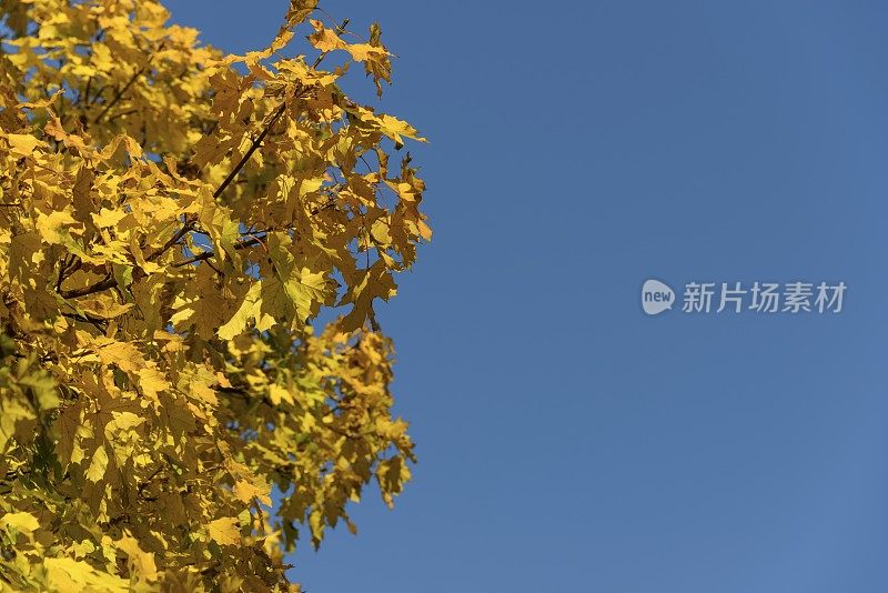 秋天的枫树在改变颜色